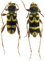 Clytus planifrons