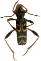 Clytus tropicus 