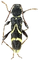 Cyrtoclytus capra