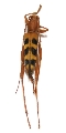 Demonax diversofasciatus