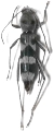 Demonax ohbayashii