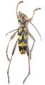 Demonax protogenes