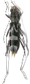 Demonax semixeniscus