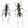 Demonax transilis 