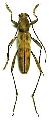 Demonax notabilis cuneatus