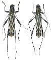 Rhabdoclytus acutivittis