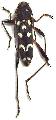 Isotomus speciosus speciosus