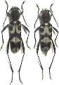 Kazuoclytus fukienensis