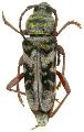 Megacyllene snowi