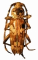 Megacyllene nebulosa
