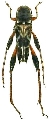 Neoclytus araneiformis