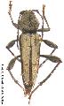 Amyipunga canescens