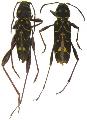 Cotyclytus curvatus