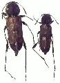 Neoclytus irroratus