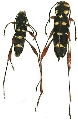 Cotyclytus stillatus