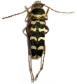 Plagionotus (Echinocerus) floralis
