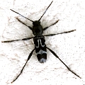 Perissus laetus
