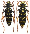 Plagionotus (Plagionotus) arcuatus arcuatus