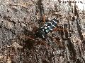 Plagionotus (Plagionotus) arcuatus arcuatus