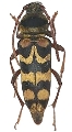 Plagionotus (Neoplagionotus) bobelayei