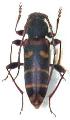 Plagionotus (Plagionotus) christophi