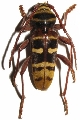 Plagionotus (Plagionotus) detritus