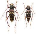 Plagionotus (Plagionotus) pulcher