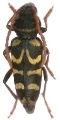 Plagionotus (Neoplagionotus) scalaris