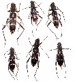 Rhaphuma diminuta 