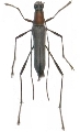 Rhaphuma delicata