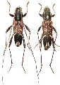 Teratoclytus plavilstshikovi