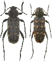 Xylotrechus adspersus