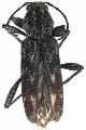 Xylotrechus annosus
