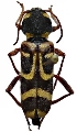 Xylotrechus arvicola