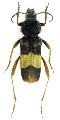 Xylotrechus aureounifasciatus