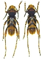 Xylotrechus chinensis