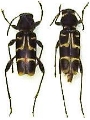 Xylotrechus clarinus
