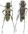 Xylotrechus subscalaris basalis