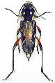 Xylotrechus grayii