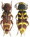 Xylotrechus insignis