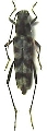 Xylotrechus iteratus