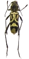 Xylotrechus quadripes
