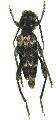 Xylotrechus quercus