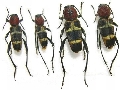 Xylotrechus rufilius