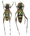 Xylotrechus rufobasalis