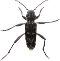 Xylotrechus rusticus