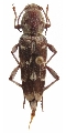 Xylotrechus smei