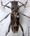 Xylotrechus smei
