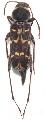 Xylotrechus undulatus