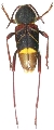 Xylotrechus yanoi